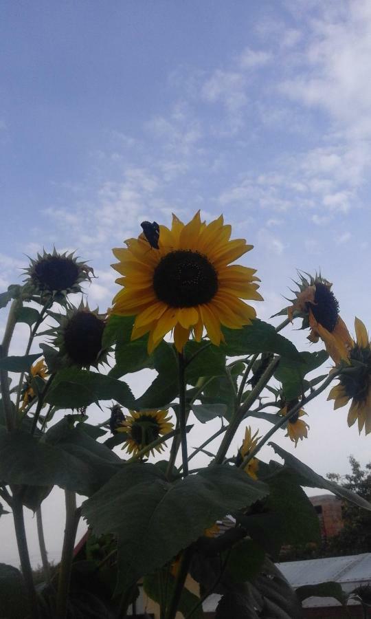 Agroturystyka Sielana Kostrzyca ภายนอก รูปภาพ