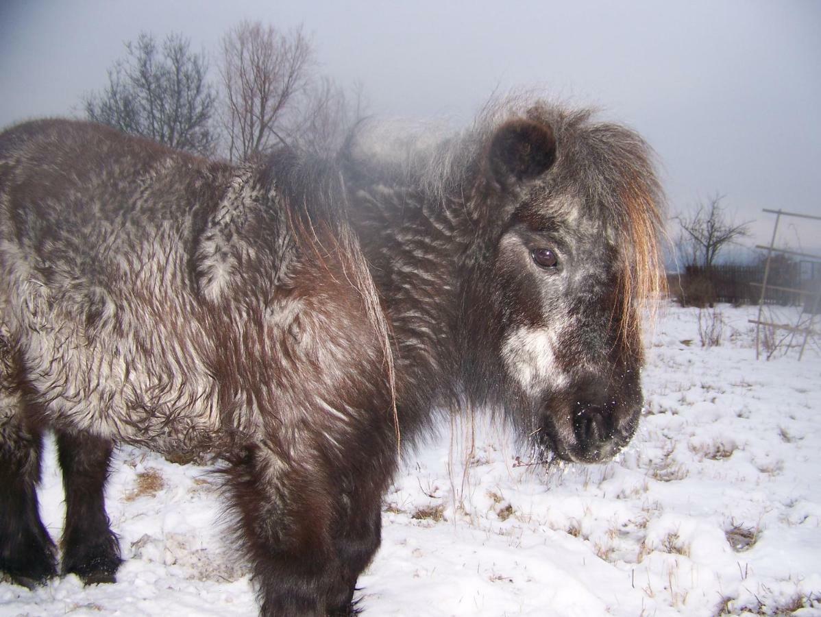 Agroturystyka Sielana Kostrzyca ภายนอก รูปภาพ
